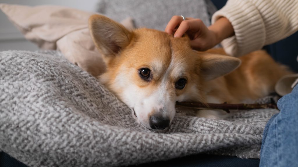 Ágyon fekvő corgit simogat a gazdája