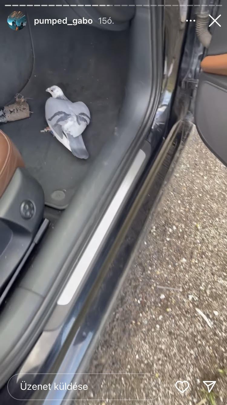 A sérült lábú galamb, amit Pumped Gabó talált