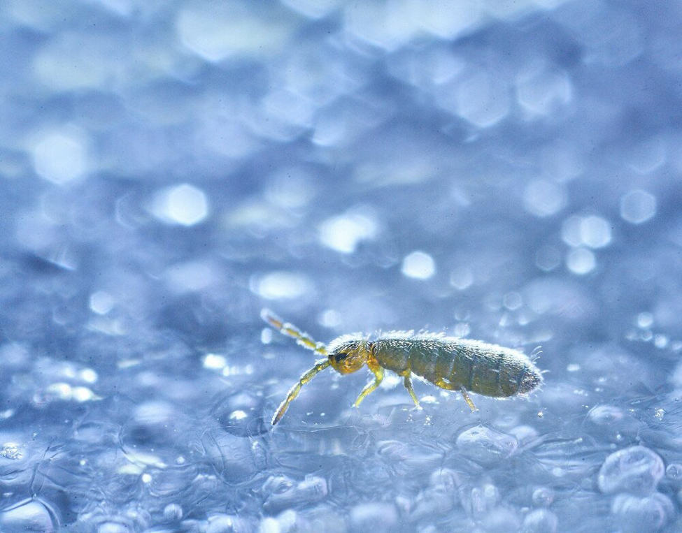 WildArt Photography of the Year természetfotó fotópályázat