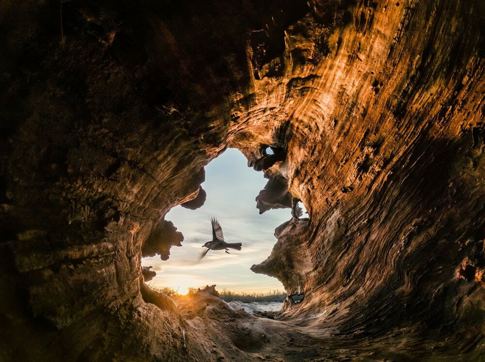 WildArt Photography of the Year természetfotó fotópályázat