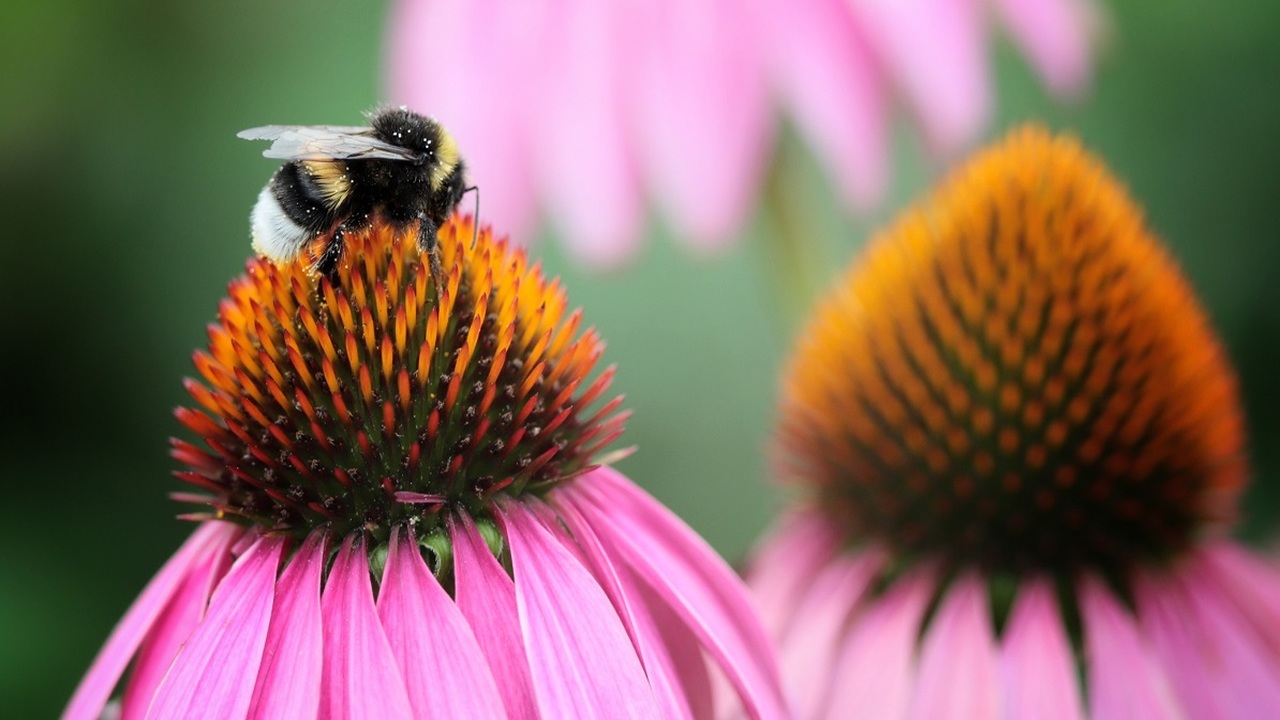 Félárnyékos kertbe virágok