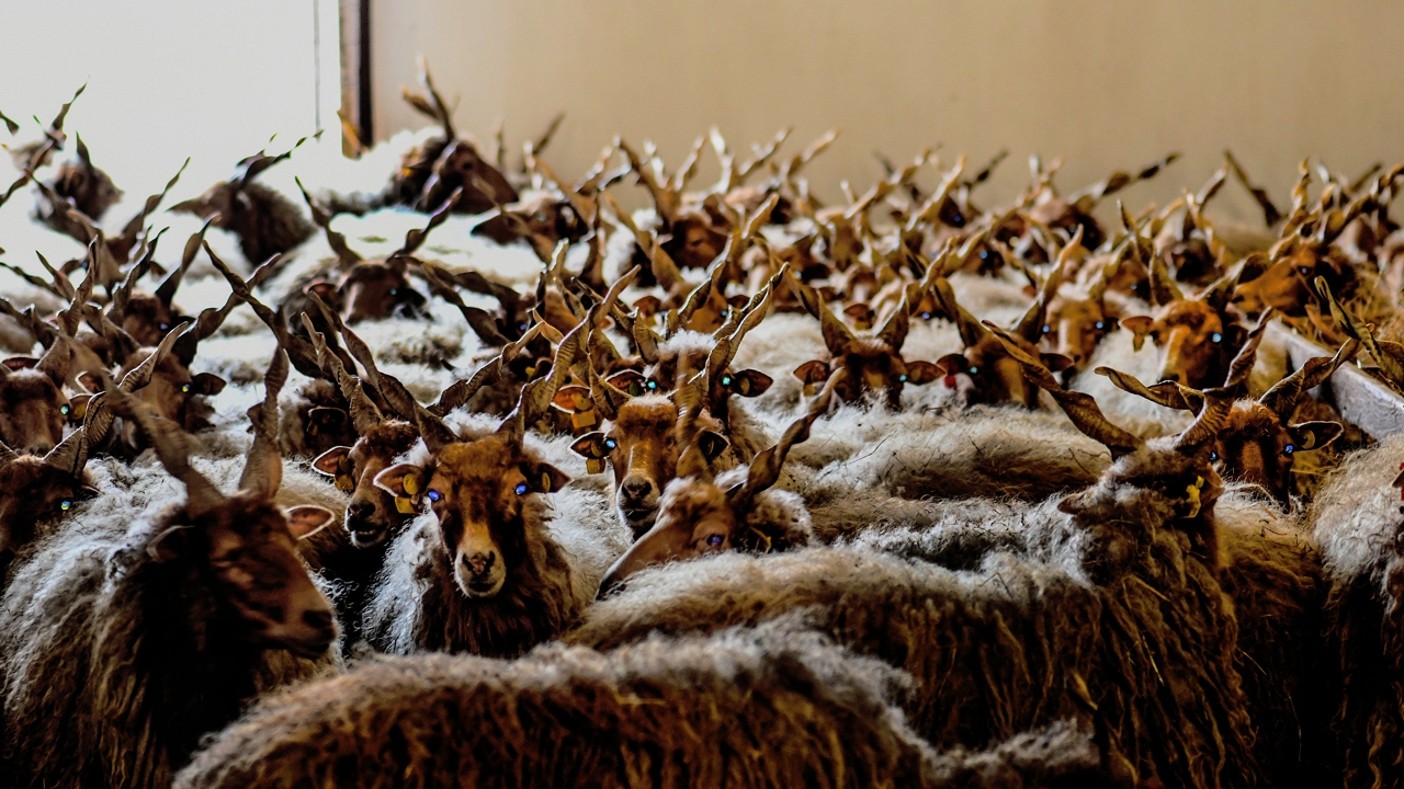 Őshonos rackák tartása