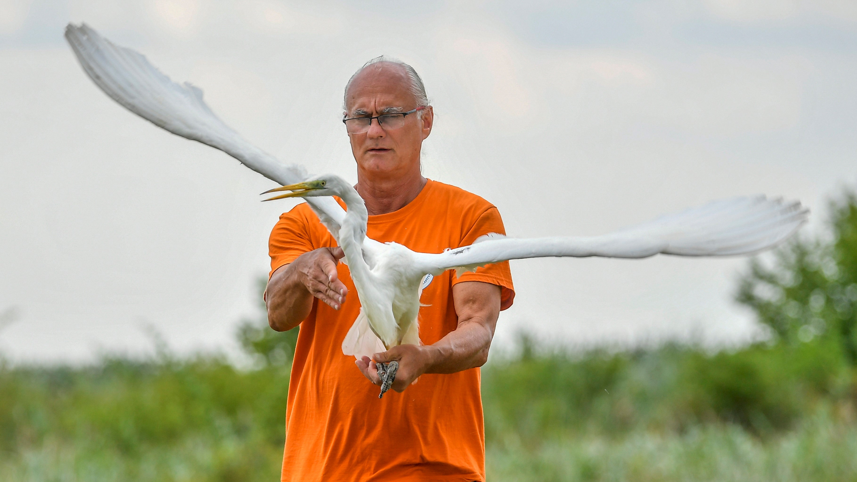 Nagy kócsagot (Ardea alba) enged szabadon Déri János, a Hortobágyi Madárkórház Alapítvány igazgató-állatorvosa