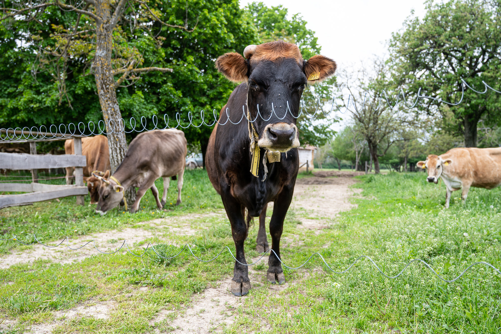 Korosa András, a Korosajt alapítója