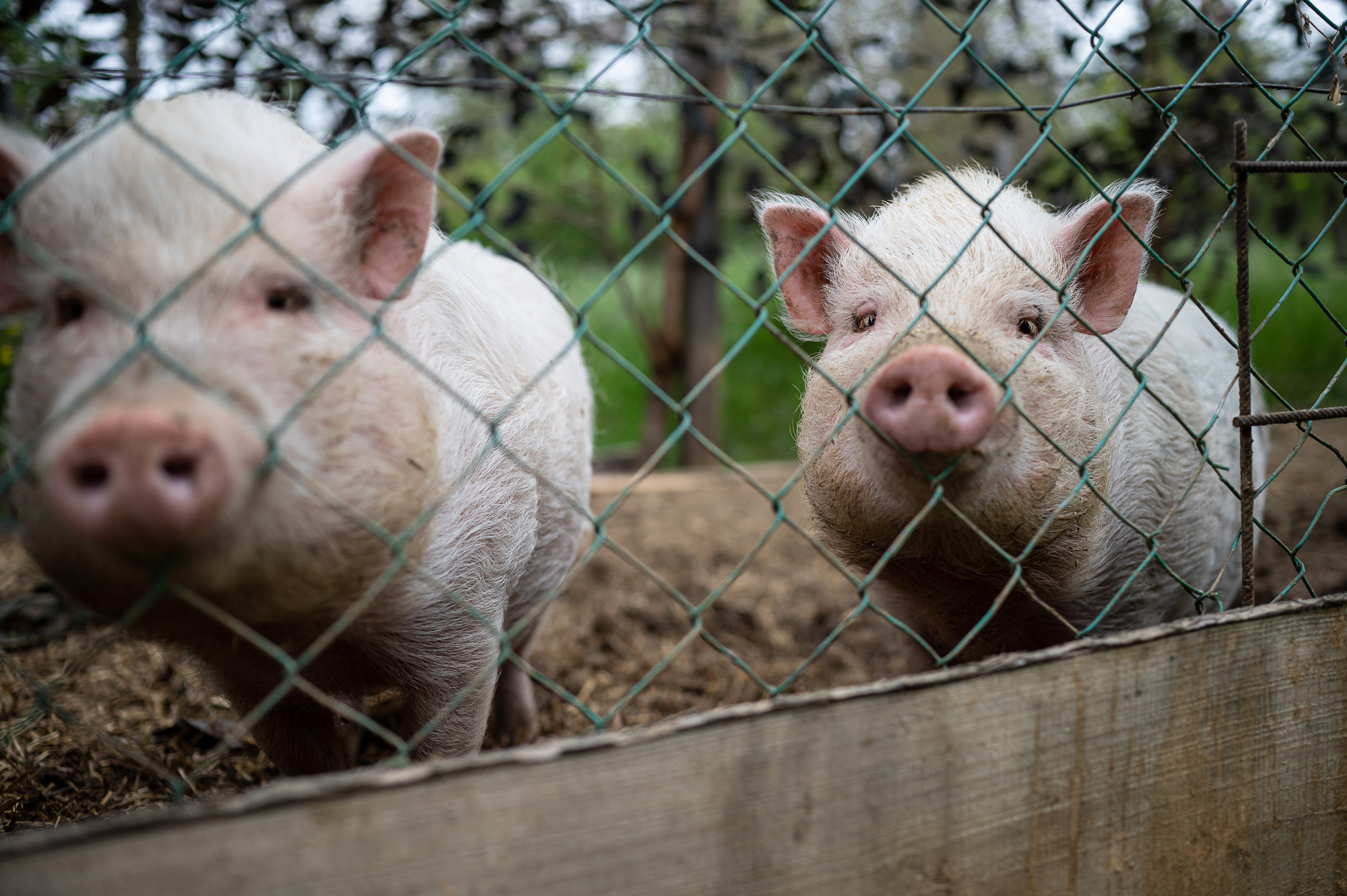 Korosa András, a Korosajt alapítója