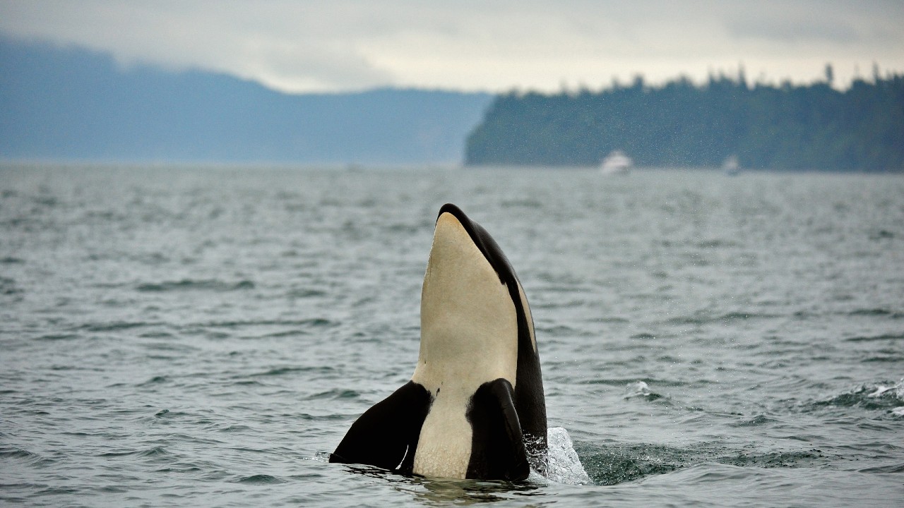 Kardszárnyú delfin ugrik ki a vízből