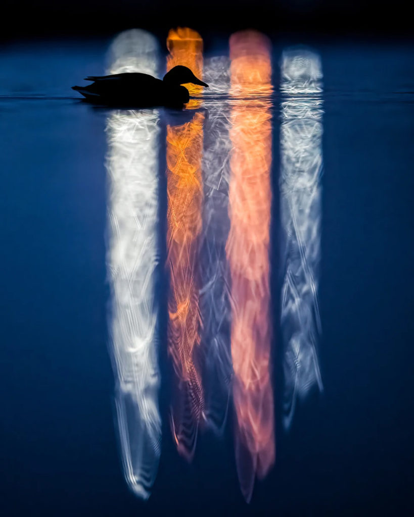 WildArt Photography of the Year természetfotó fotópályázat