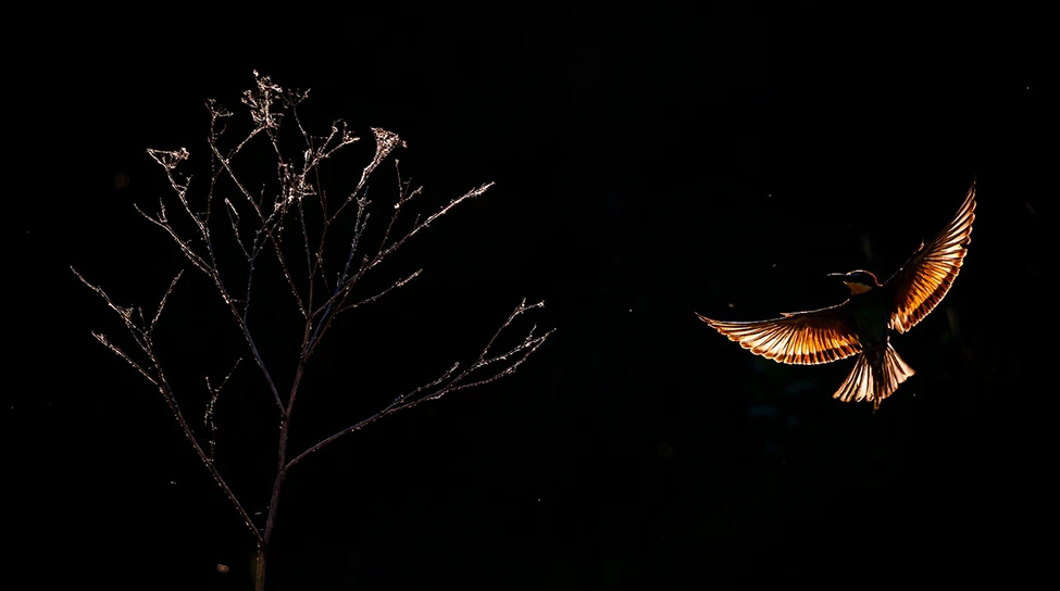 WildArt Photography of the Year természetfotó fotópályázat