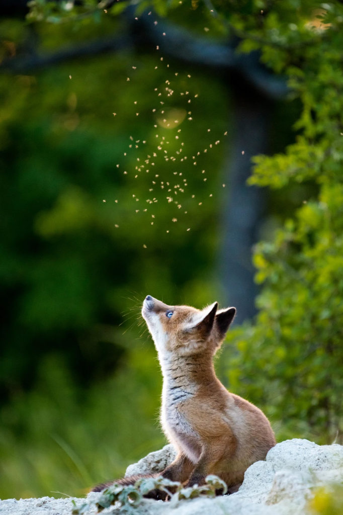 WildArt Photography of the Year természetfotó fotópályázat