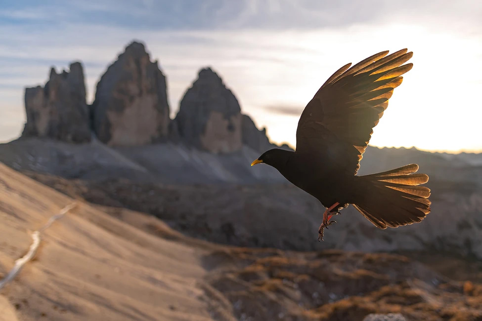 WildArt Photography of the Year természetfotó fotópályázat