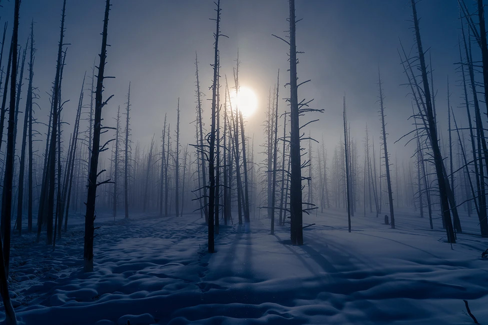 WildArt Photography of the Year természetfotó fotópályázat