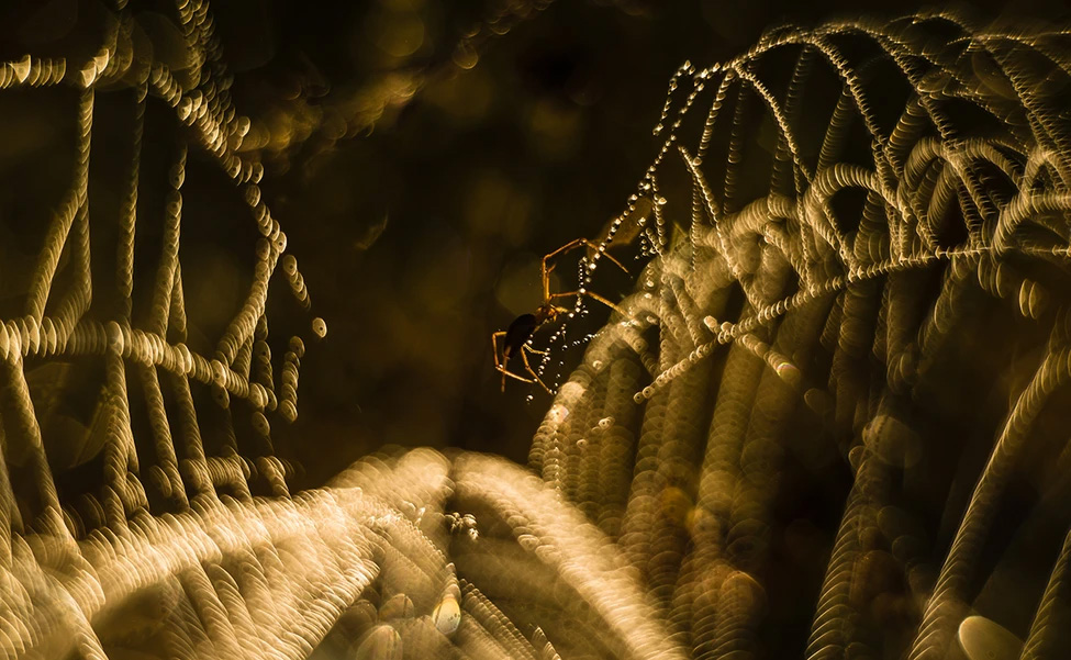 WildArt Photography of the Year természetfotó fotópályázat