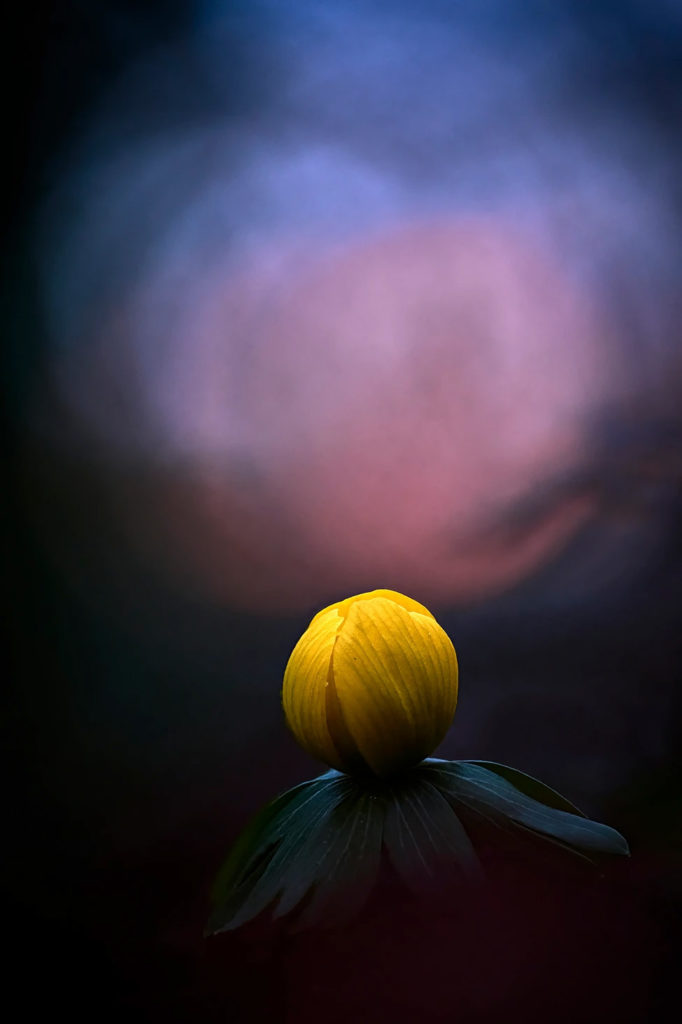 WildArt Photography of the Year természetfotó fotópályázat