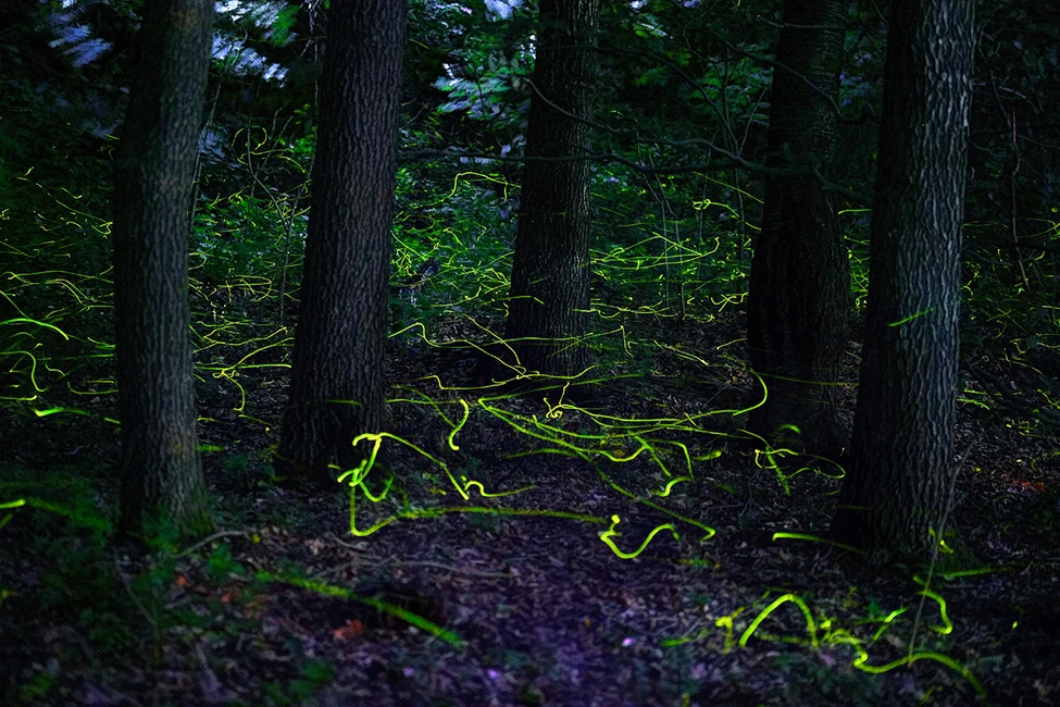 WildArt Photography of the Year természetfotó fotópályázat