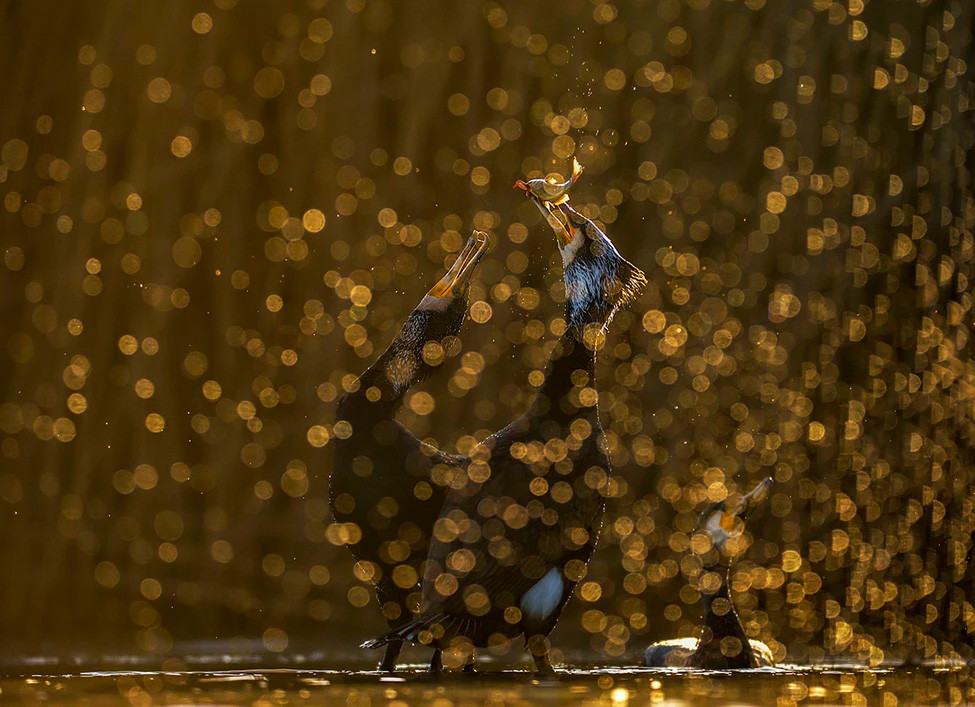 WildArt Photography of the Year természetfotó fotópályázat