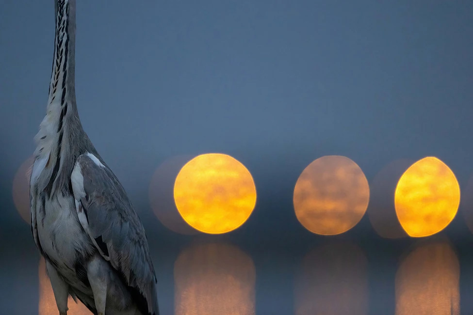 WildArt Photography of the Year természetfotó fotópályázat