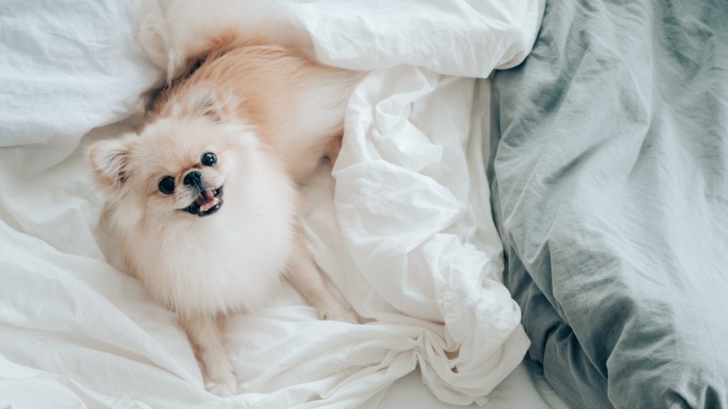 Kutya az ágyban
