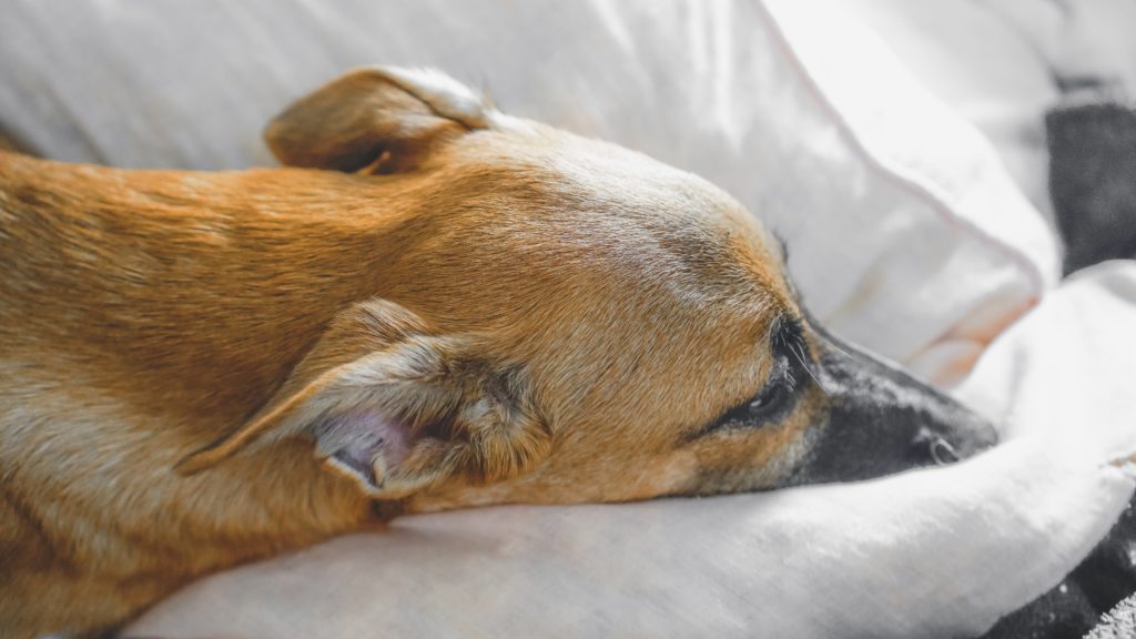 Kutya az ágyban