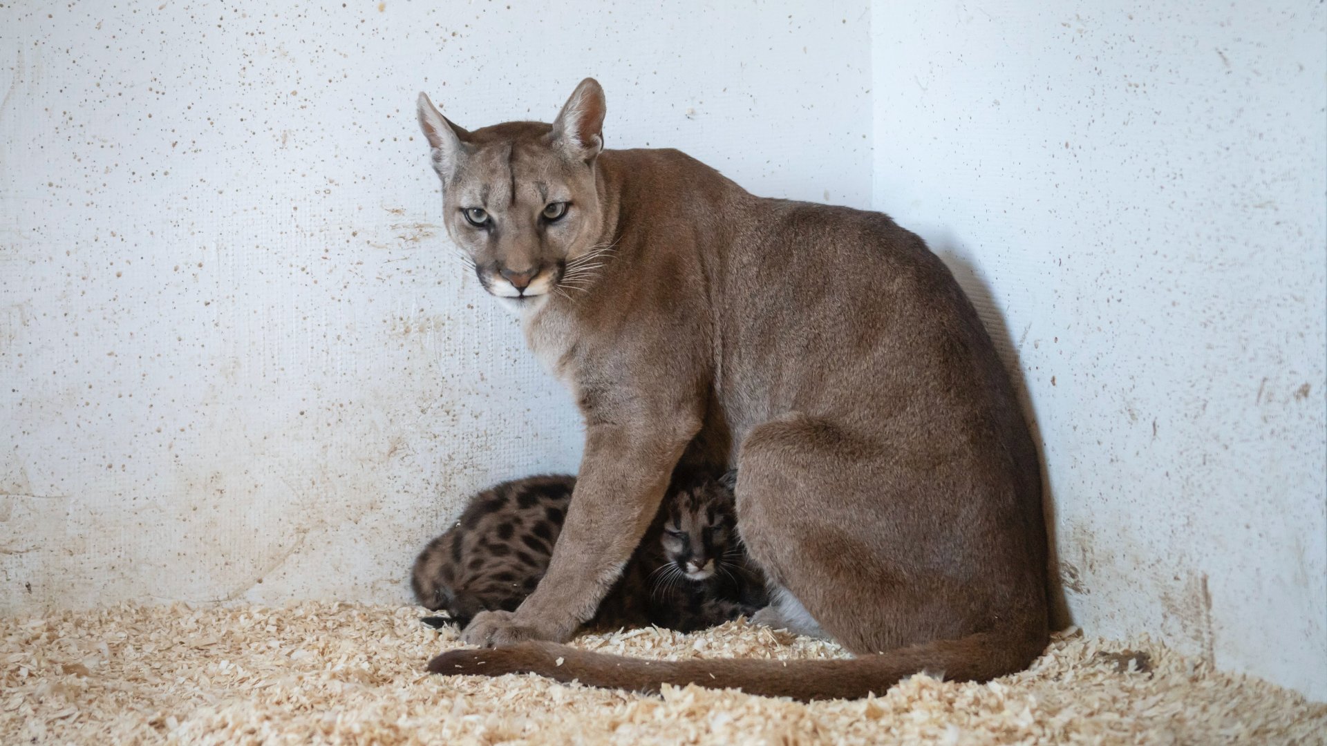 Hathetes pumakölyök anyjával, Bellával a gyöngyösi állatkertben 2022. május 27-én