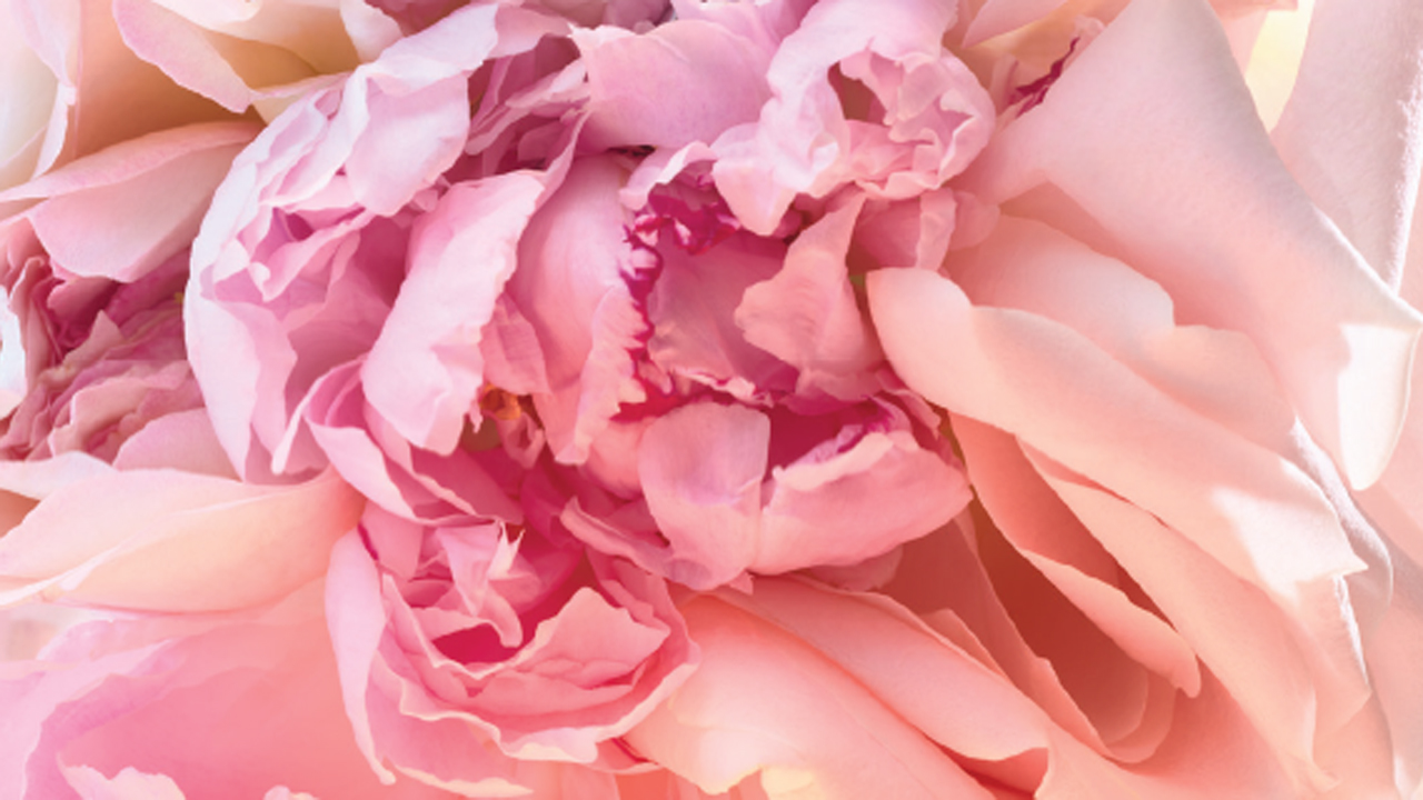 Vidám, ragyogó, friss - pont, mint egy illatos rózsacsokor (x)