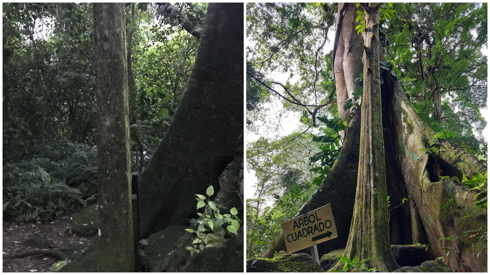 Négyszögletes törzsű fák a panama El Valle de Anton völgyben