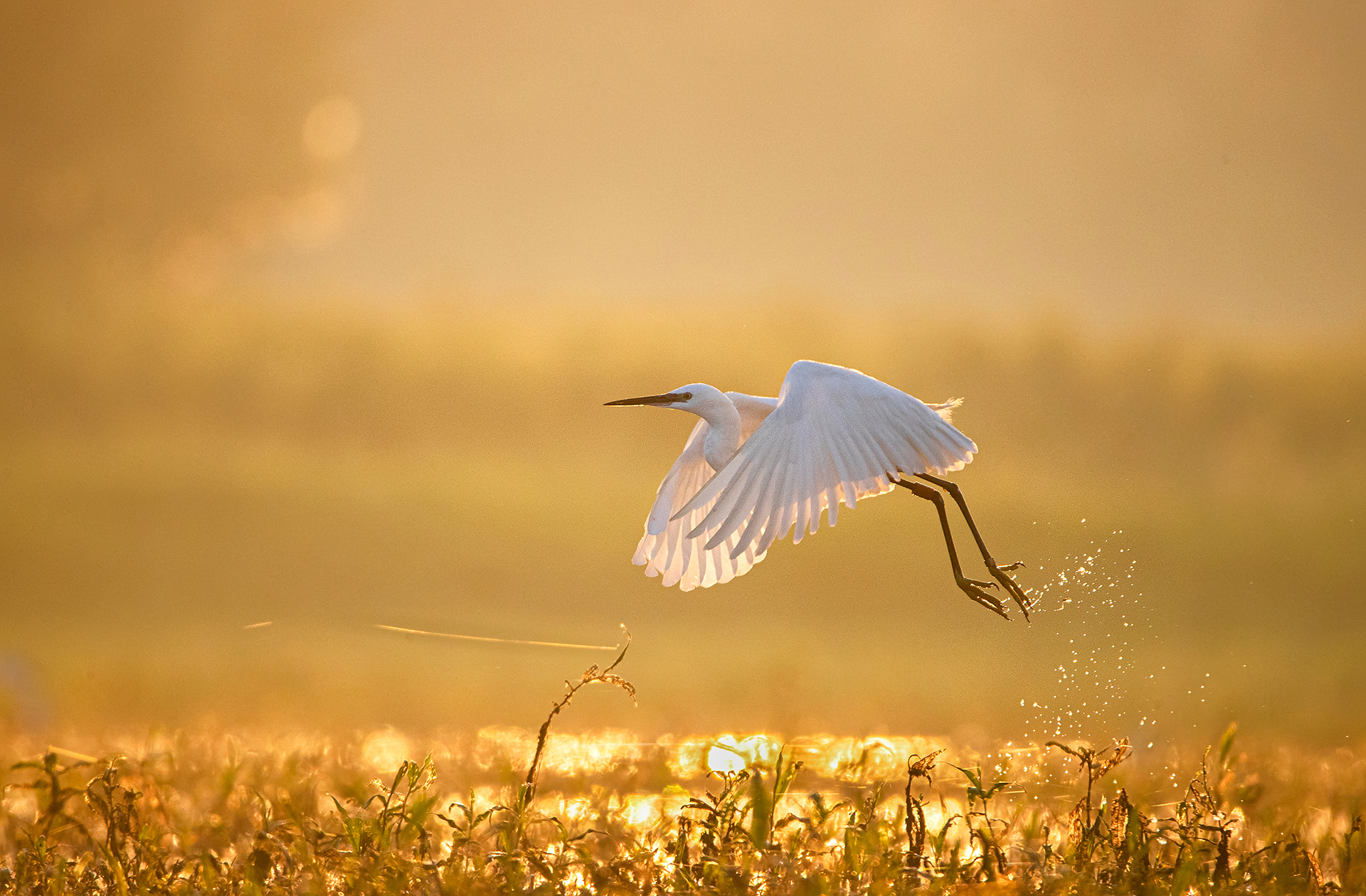 Szabó Irma természetfotós természetfotók portré