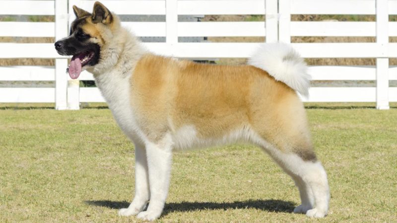akita