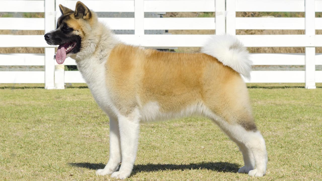 akita