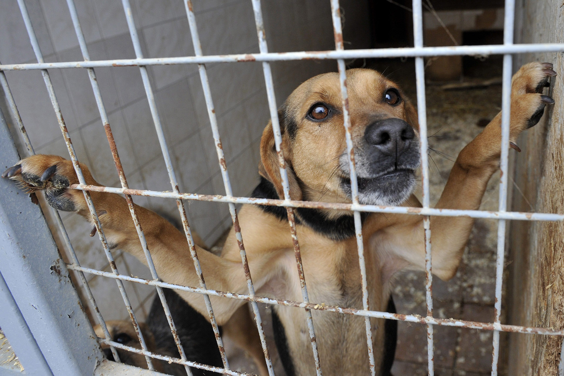 Az Árvácska Állatvédő Egyesület menhelye