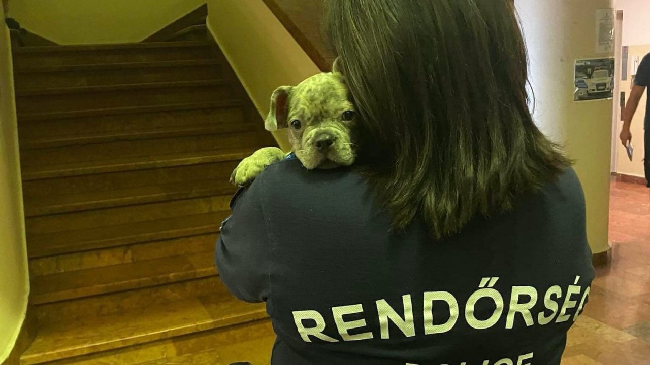 Egy állatkínzásból mentett kiskutya egy rendőr vállán