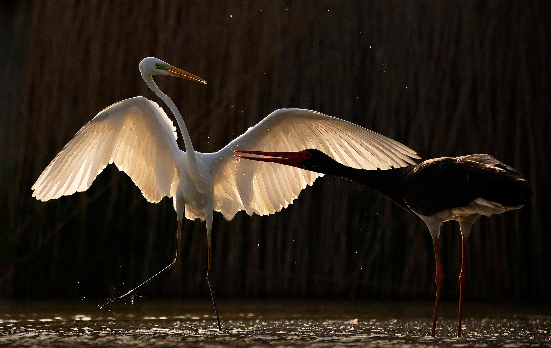 Szabó Irma természetfotós természetfotók portré