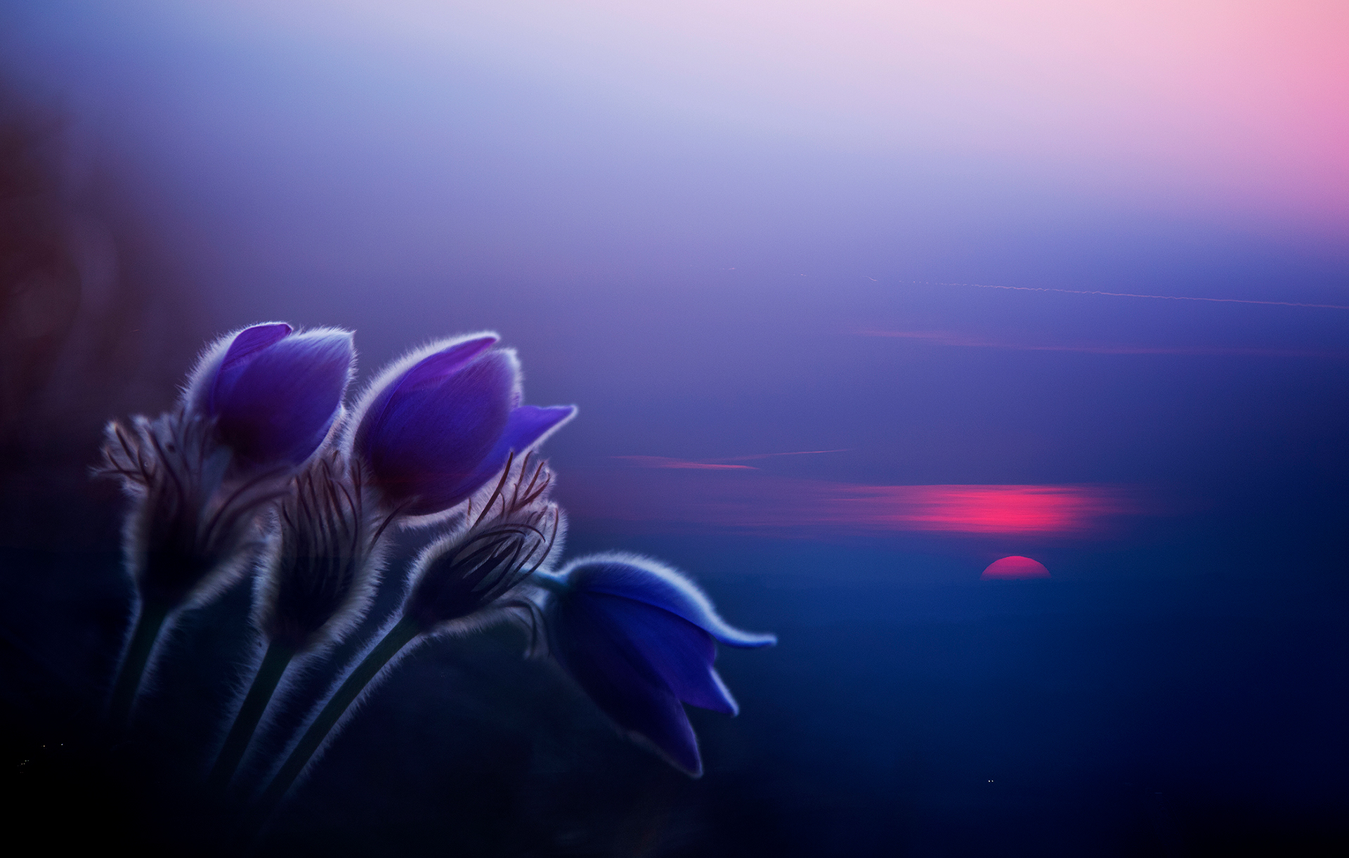 Szabó Irma: Naplementében