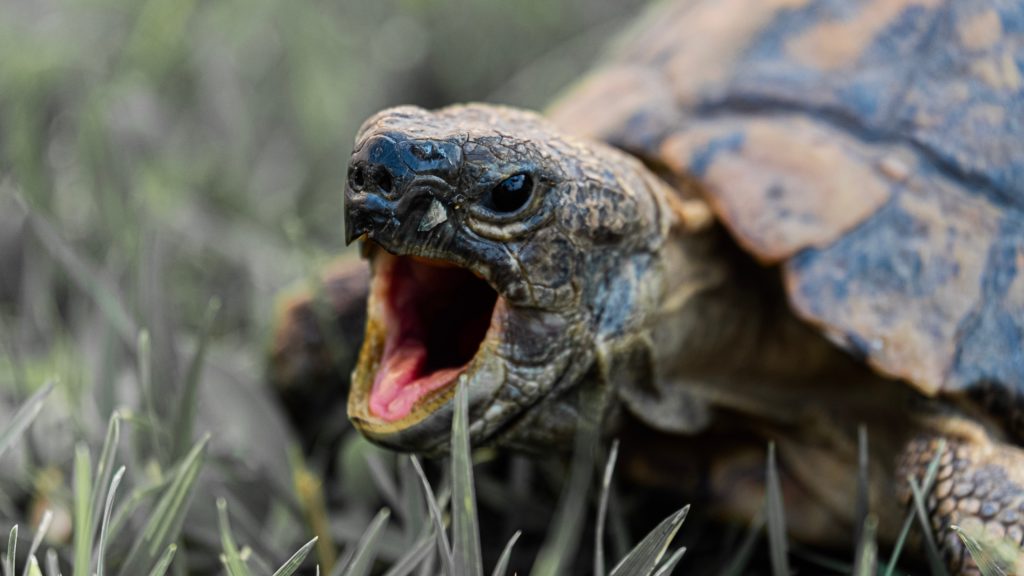 Teknős kitátott szájjal