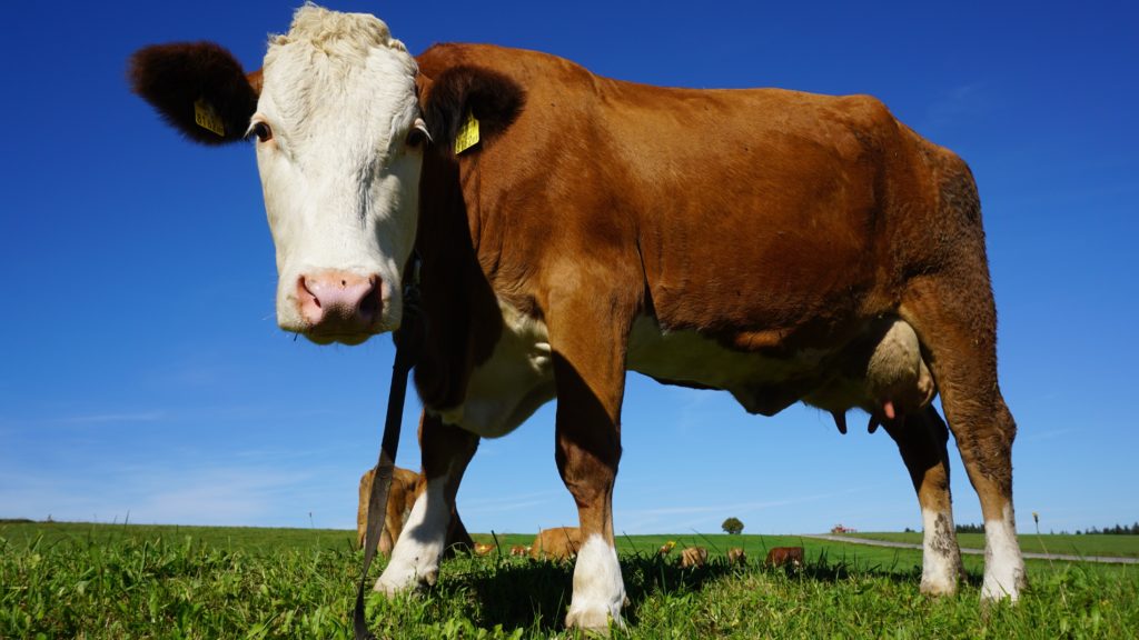 Tehén áll a mezőn