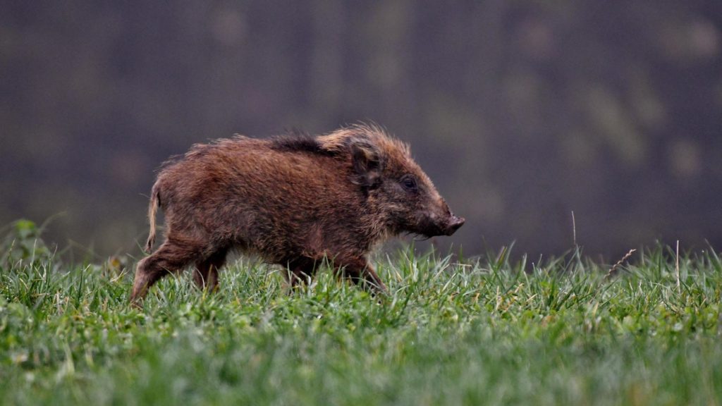 Vaddisznó fut a mezőn