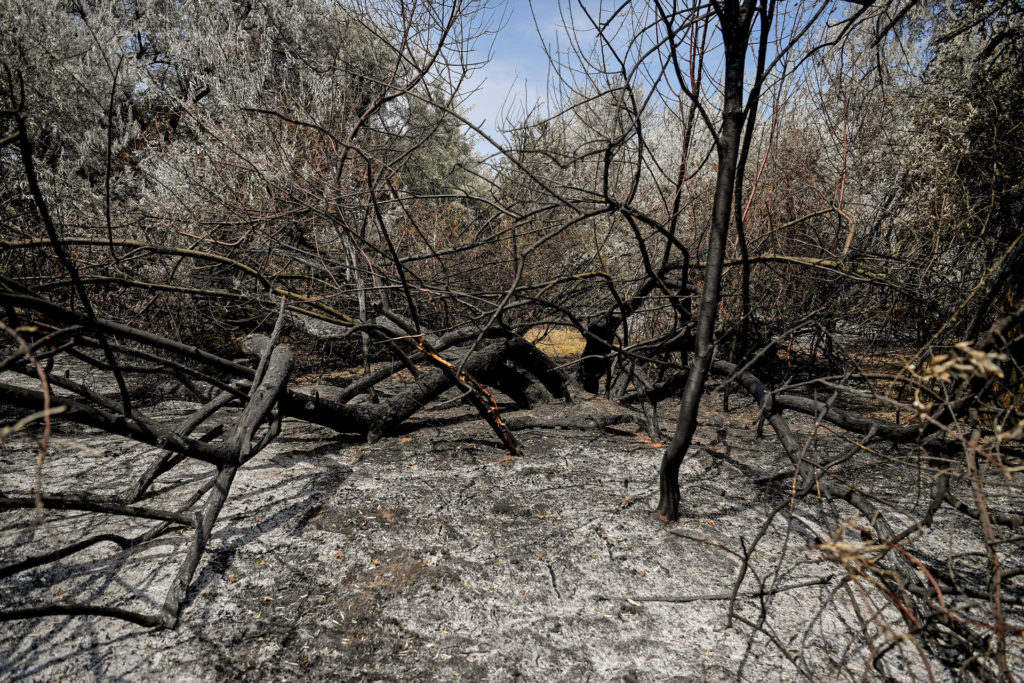 klímaválság hőség tűzvészek erdőtűz