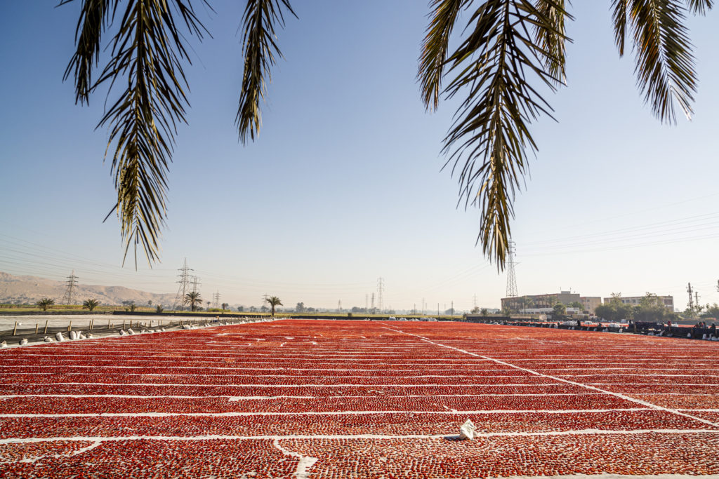 Napon szárított paradicsomok hatalmas táblákon