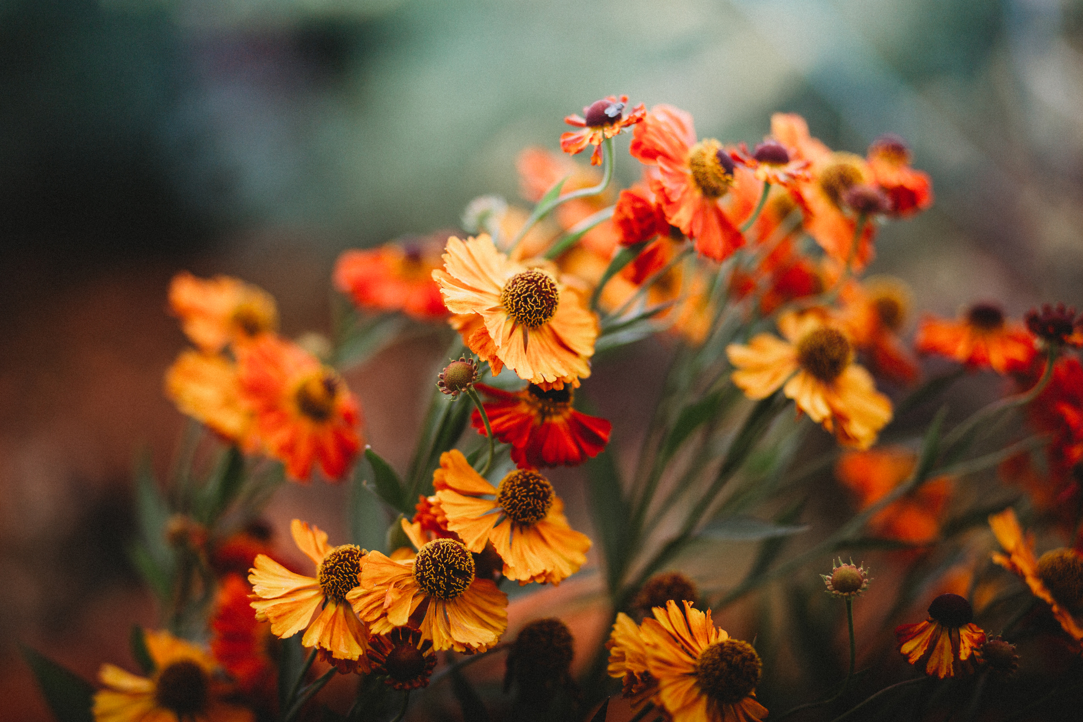 Őszi balkonnövények