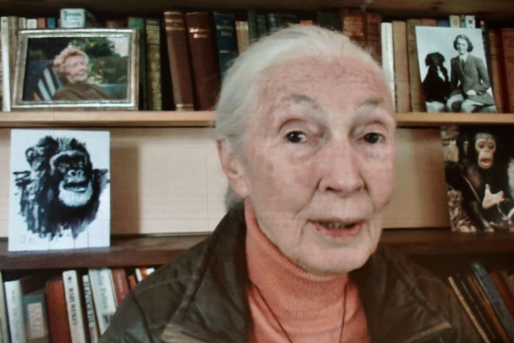 Jane Goodall