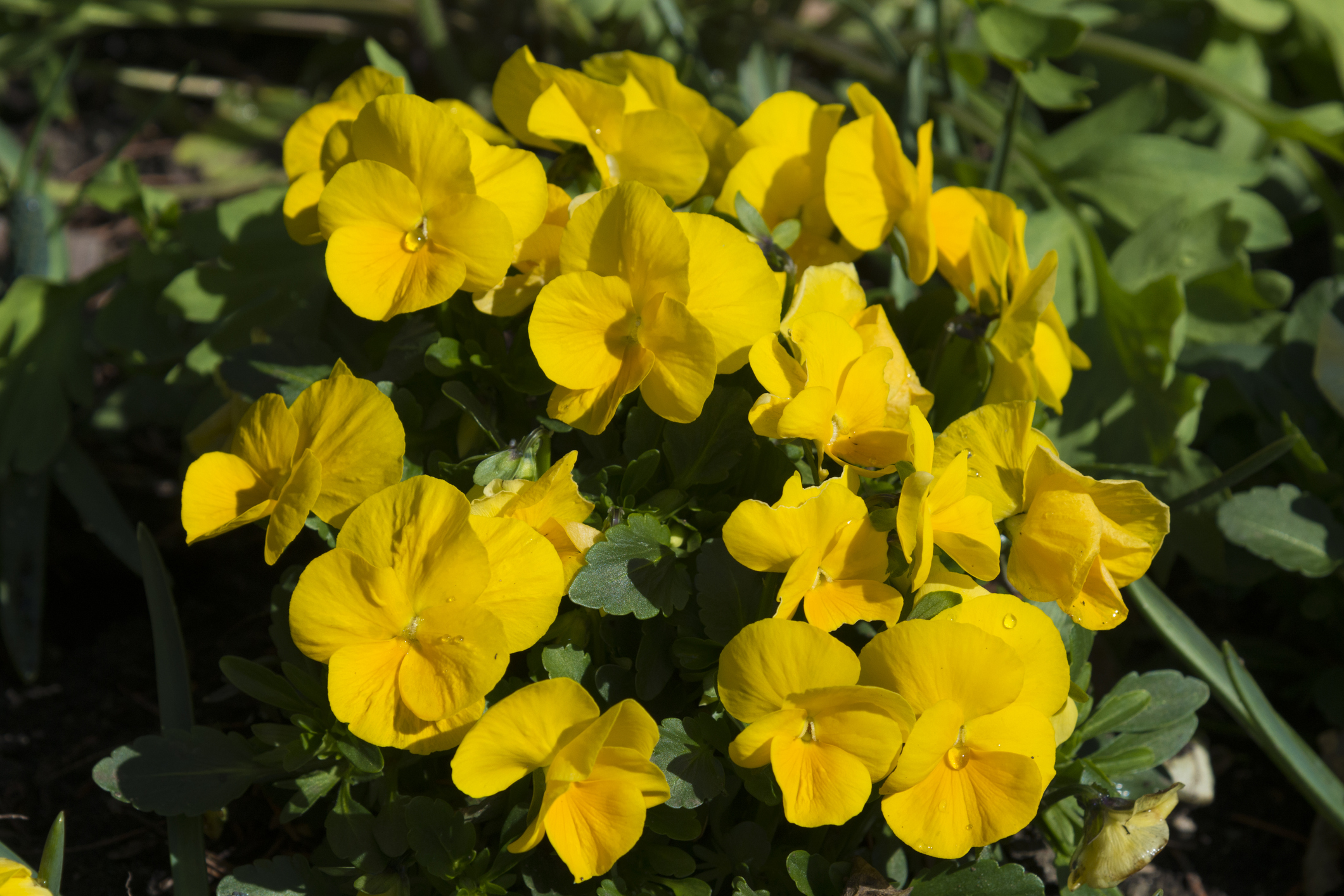 Őszi balkonnövények