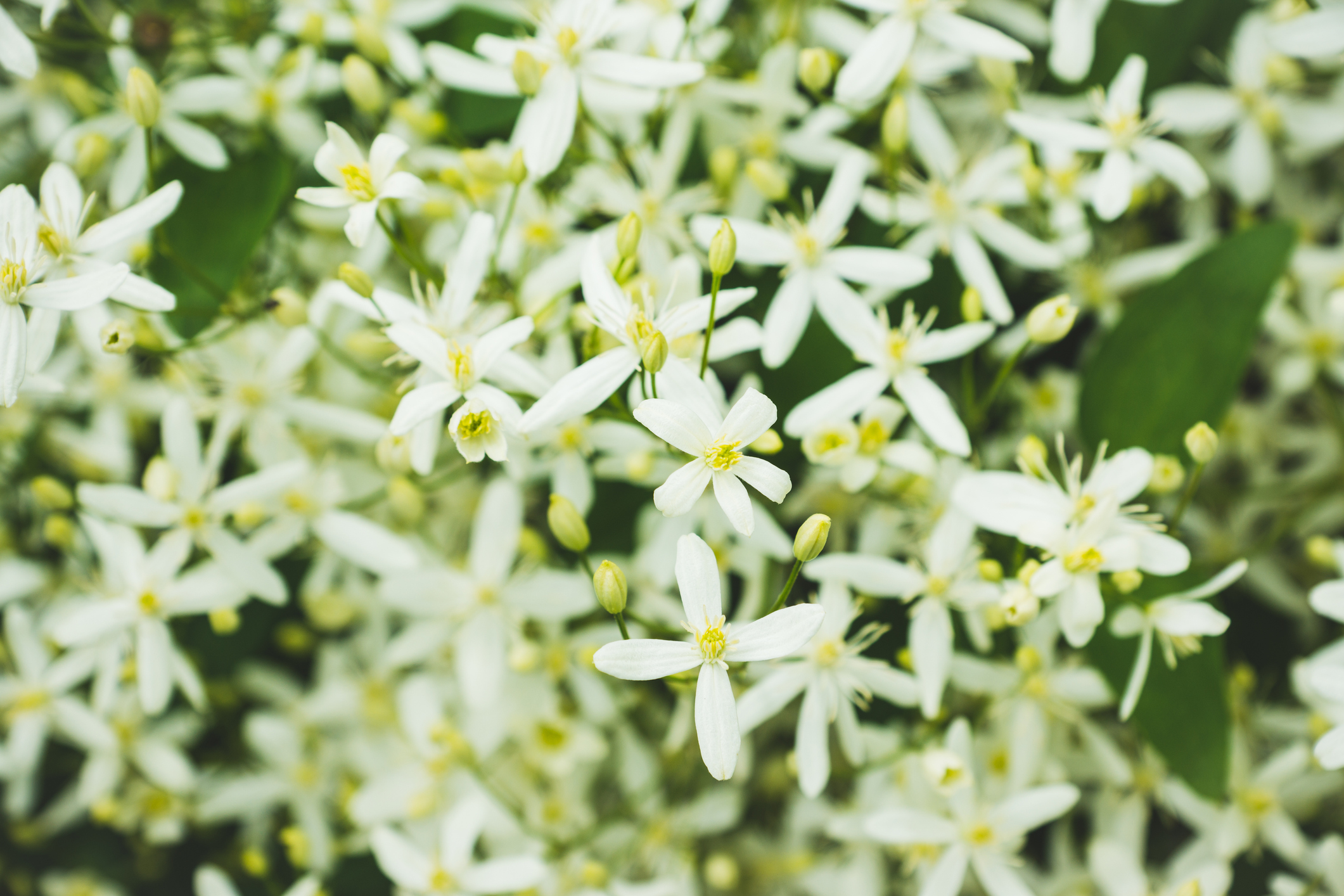 Őszi balkonnövények