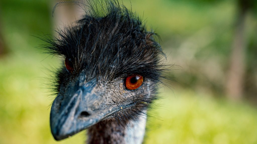 Emu