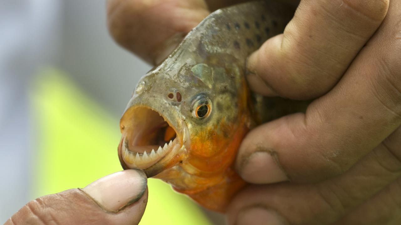 piranha