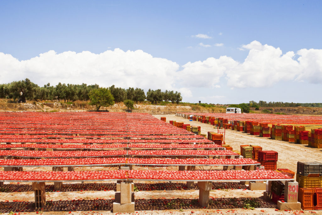 Napon szárított paradicsomok hatalmas mennyiségben