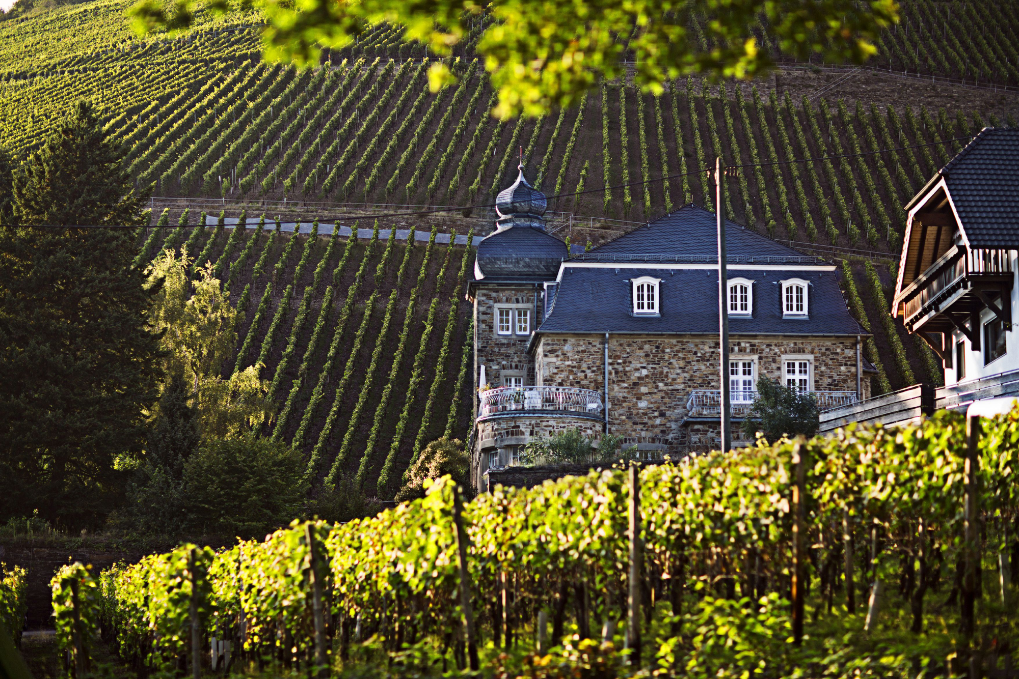 Borvidék Németországban