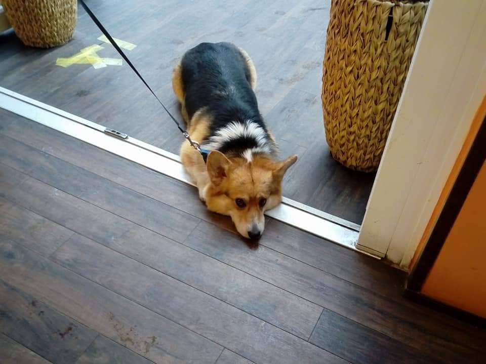 Kutya ácsingózik a cukrászdában