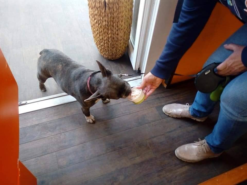 Kutya ácsingózik a cukrászdában