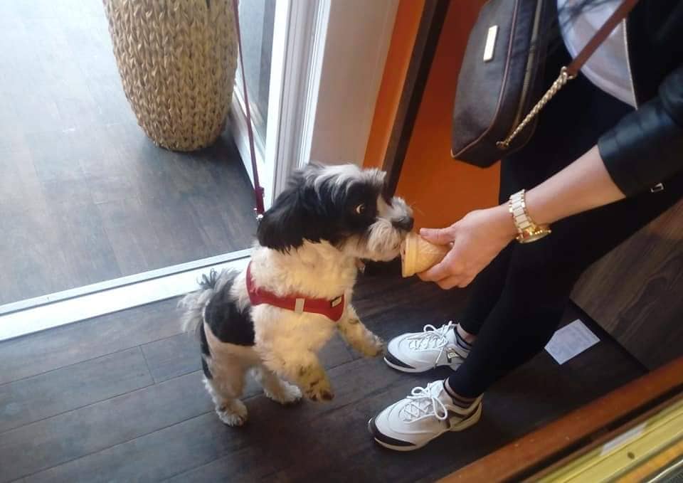 Kutya ácsingózik a cukrászdában