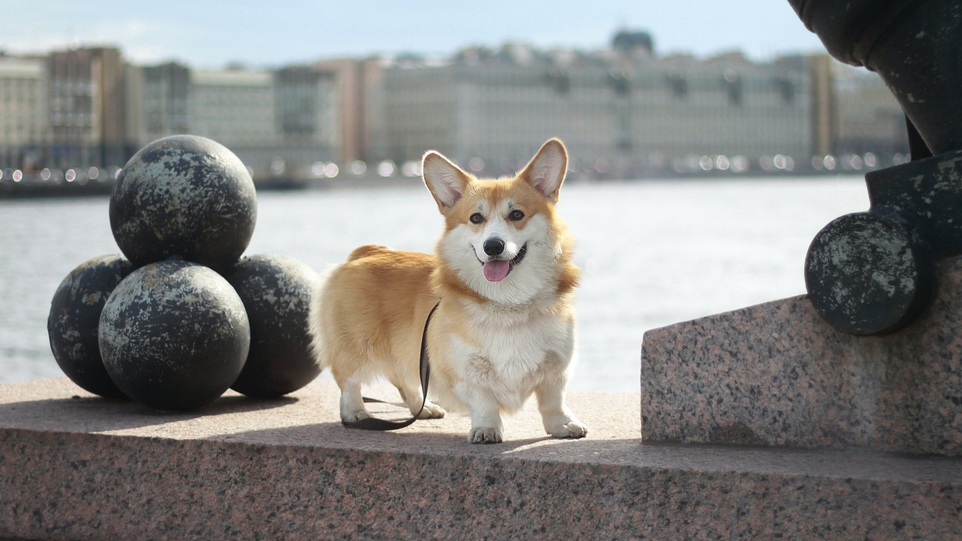Corgi egy hídon