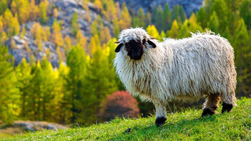 Wallisi feketeorrú juh